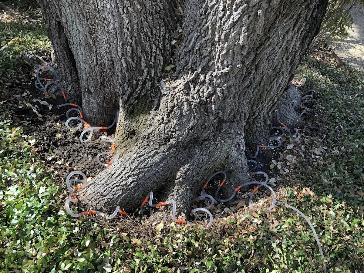 Detailed Tree Cabling and Bracing job site in Chalk Hill