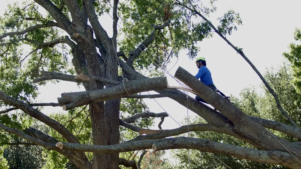 Professional Crown Thinning performed by certified arborists in Chalk Hill